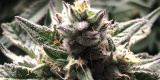 Blueberry Cookies Strain Information