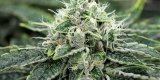 Chemdawg Strain Information
