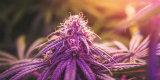 Grand Daddy Purple Strain Information