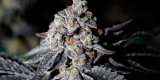 Hippie Crusher Strain Information