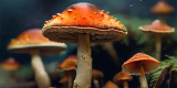 Everything You Need To Know About Magic Mushroom Spores