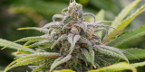 Maui Wowie Strain Information