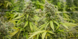 Pineapple Express Strain Information