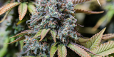 Sour Diesel Strain Information