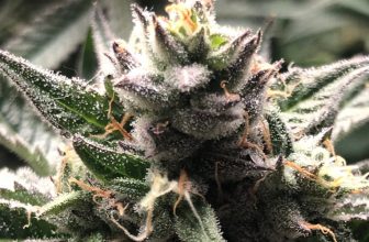 Blueberry Cookies Strain