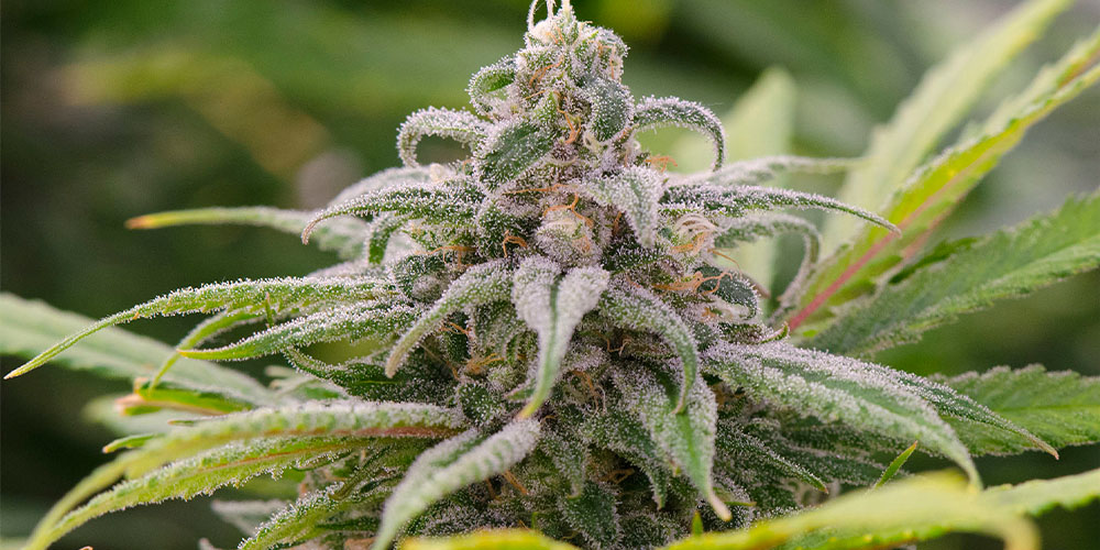 Maui Wowie Strain Information