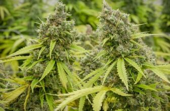 Pineapple Express Strain