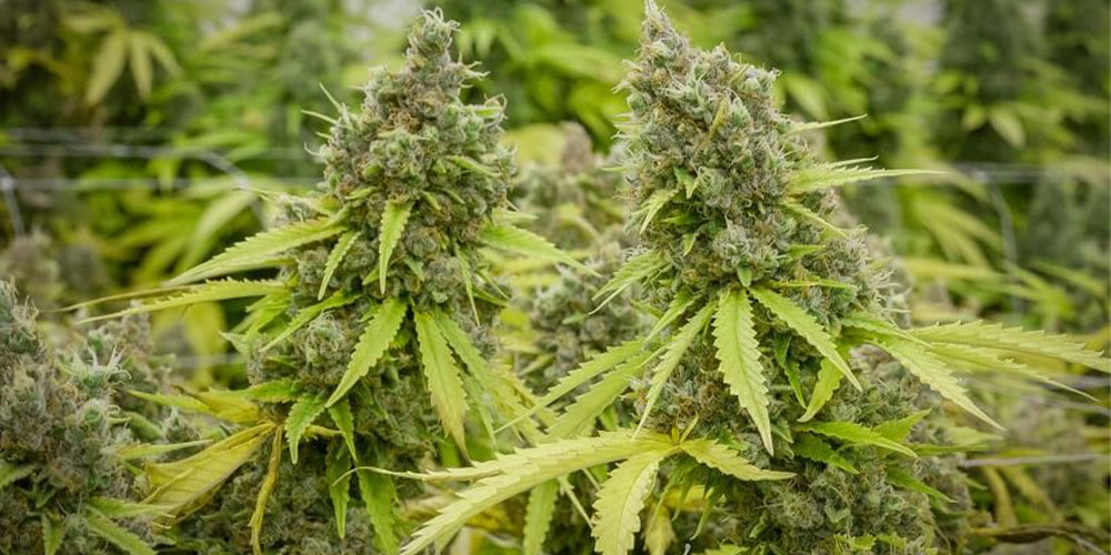 Pineapple Express Strain Information
