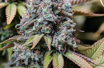 Sour Diesel Strain
