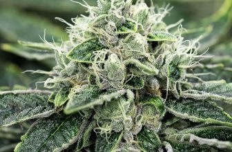 Chemdawg Strain