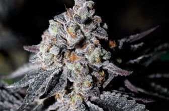 Hippie Crusher Strain